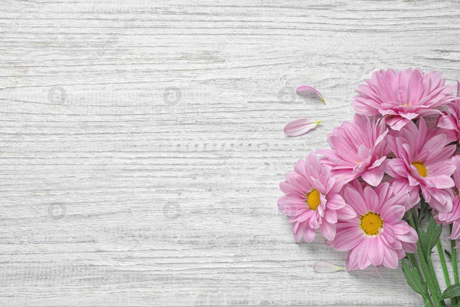 Photo of Beautiful pink chamomile flowers on white wooden background, flat lay. Space for text