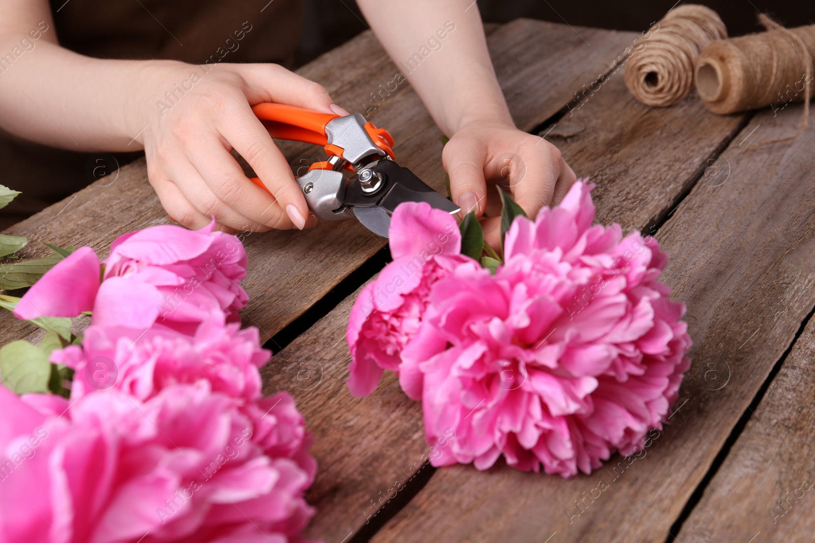 Photo of Woman trimming beautiful pink peonies with secateurs at wooden table, closeup