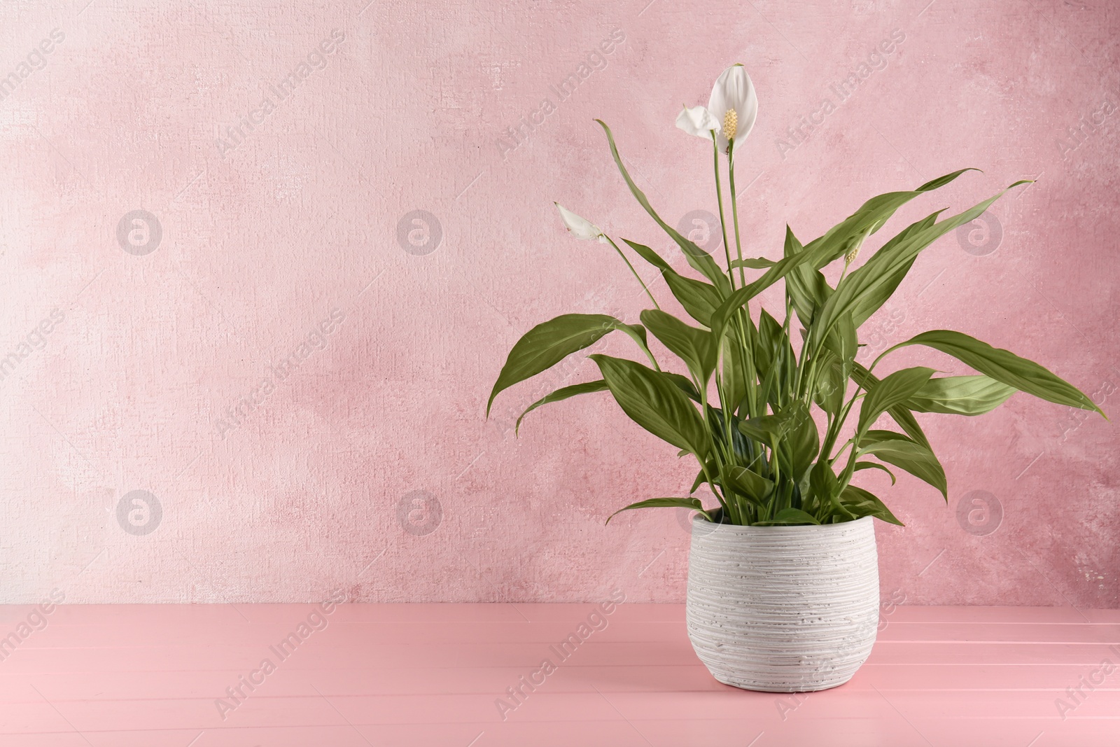 Photo of Blooming spathiphyllum in pot on pink wooden table, space for text. Beautiful houseplant