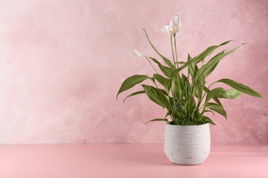 Blooming spathiphyllum in pot on pink wooden table, space for text. Beautiful houseplant