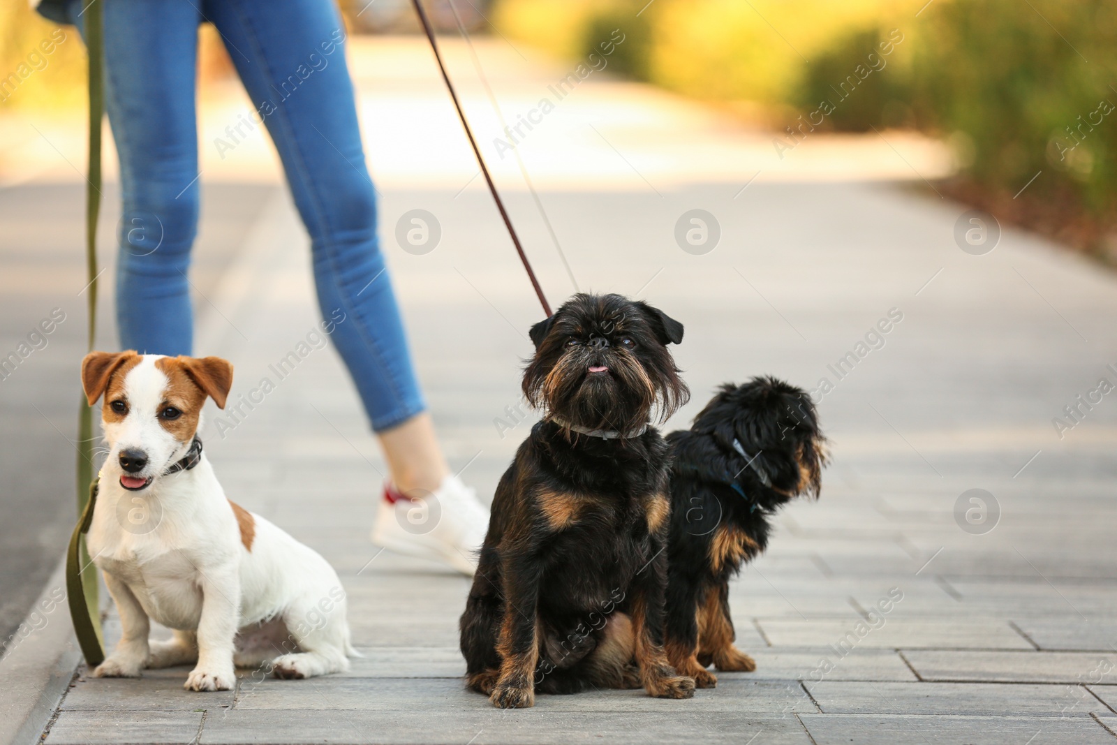 Photo of Woman walking Jack Russell Terrier and Brussels Griffon dogs in park