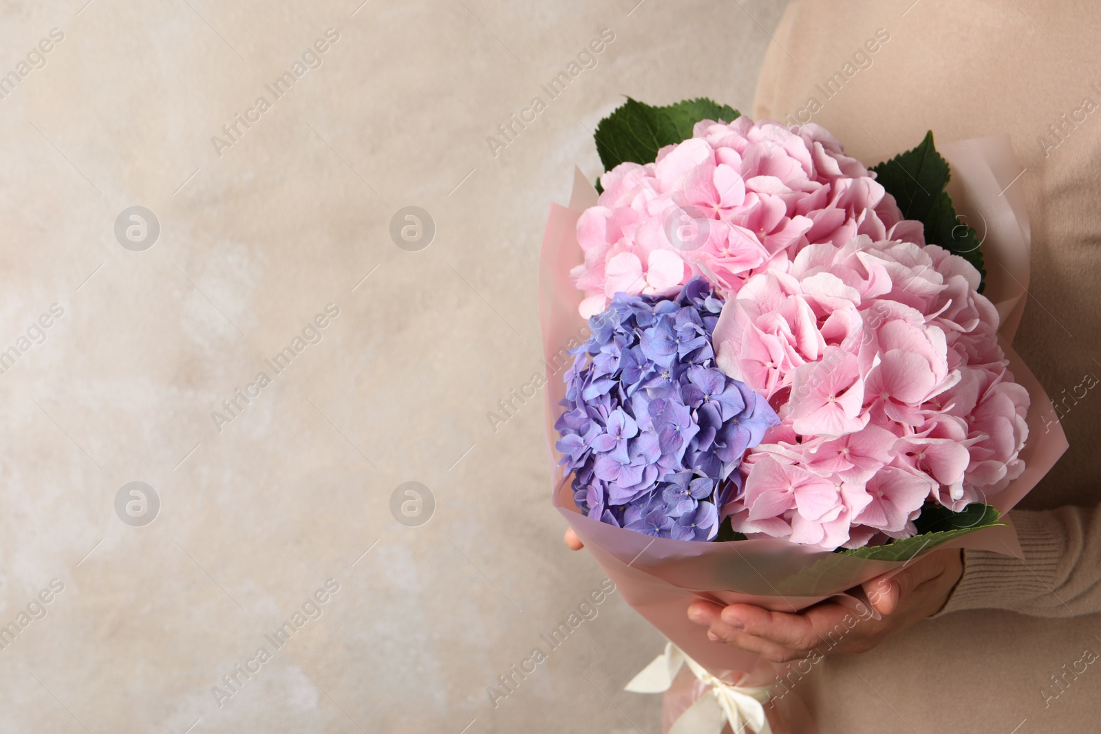 Photo of Woman with bouquet of beautiful hortensia flowers on beige background, closeup. Space for text