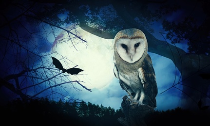 Owl in dark forest on full moon night