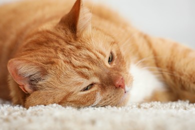 Cute ginger cat lying on carpet at home, closeup