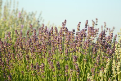 Photo of Beautiful blooming lavender growing on sunny day