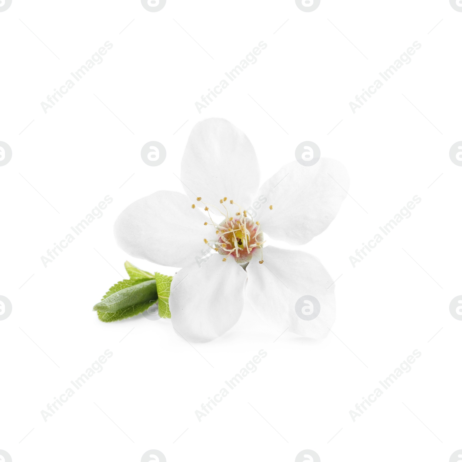 Photo of Beautiful cherry flower with leaves isolated on white. Spring season