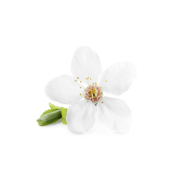 Photo of Beautiful cherry flower with leaves isolated on white. Spring season