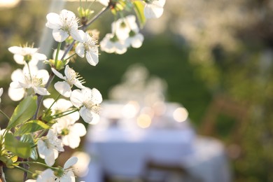 Photo of Blooming branch on sunny day, closeup. Space for text