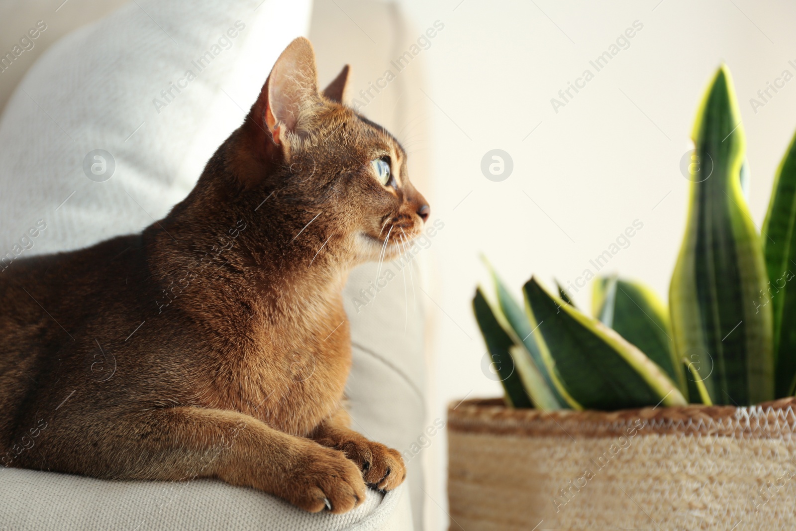 Photo of Beautiful Abyssinian cat on sofa at home. Lovely pet