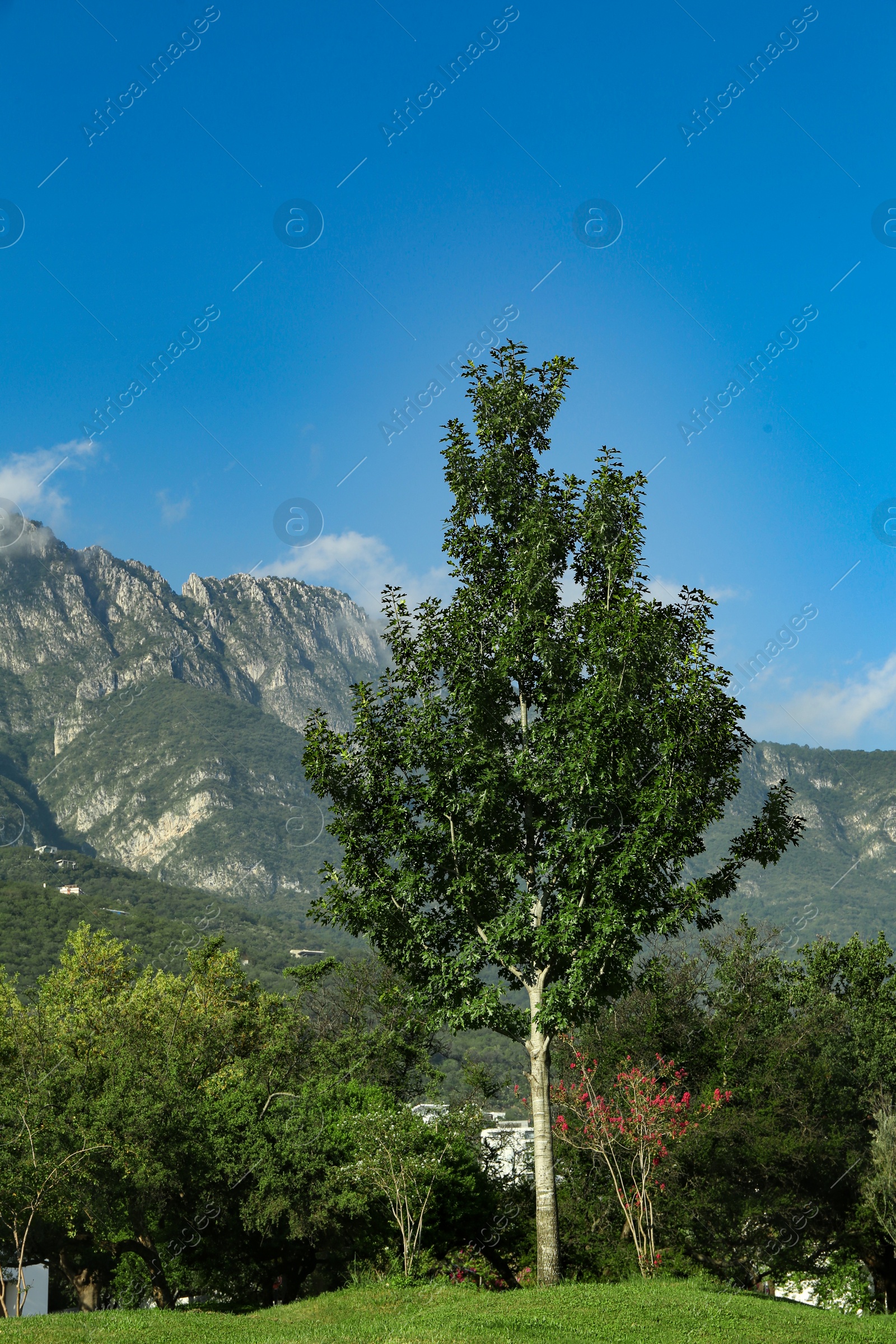 Photo of Beautiful view of park and green mountains on sunny day