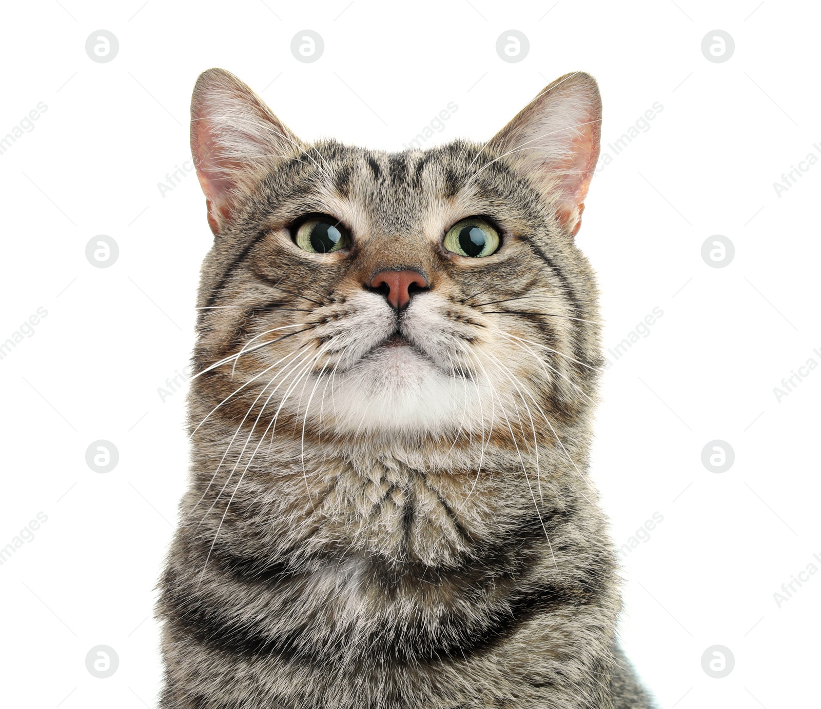 Photo of Cute cat on white background. Lovely pet