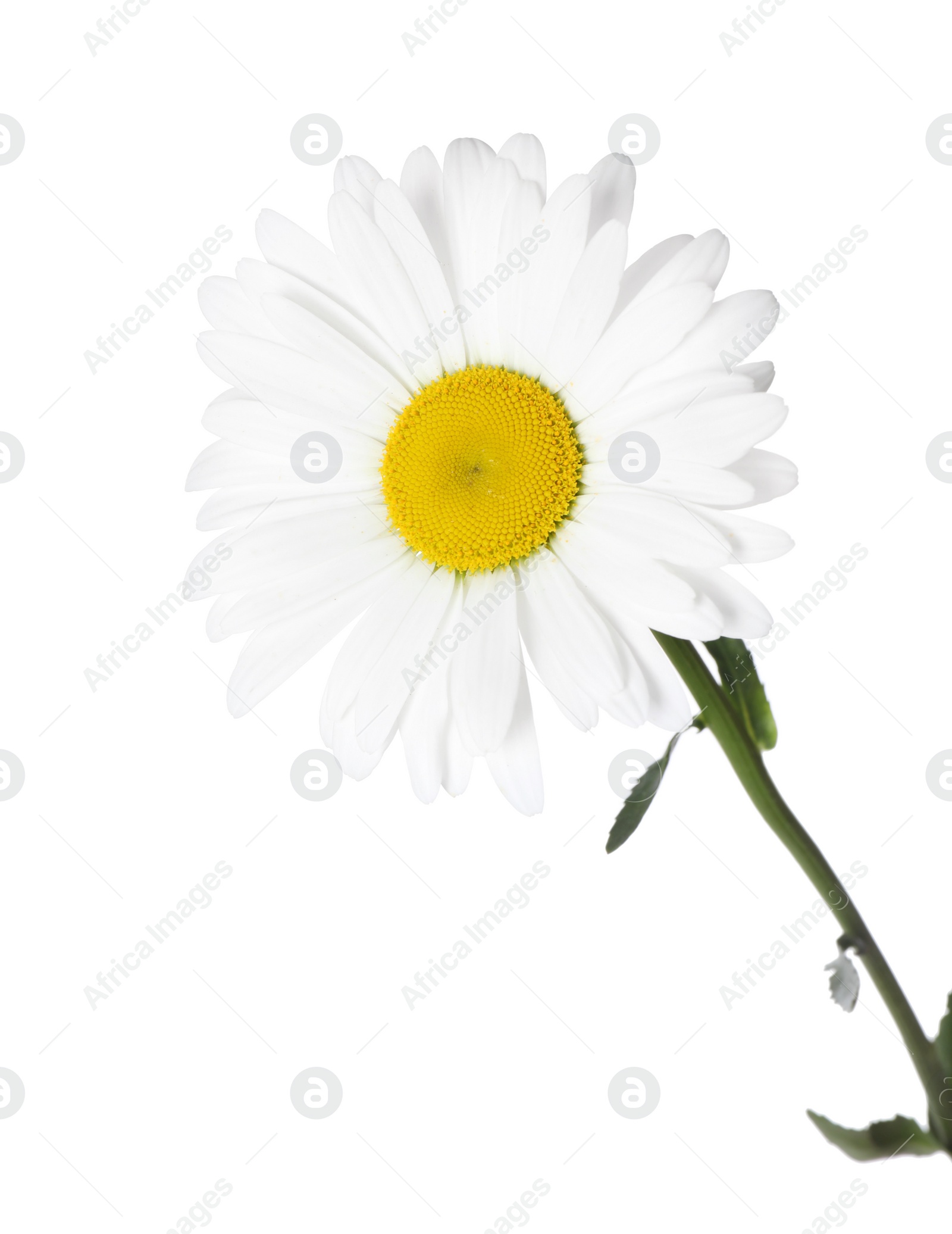 Photo of Beautiful fragrant chamomile flower isolated on white