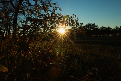 Beautiful rose bush in countryside at sunset