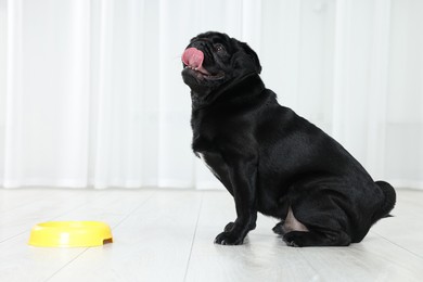 Photo of Cute Pug dog eating from plastic bowl in room, space for text