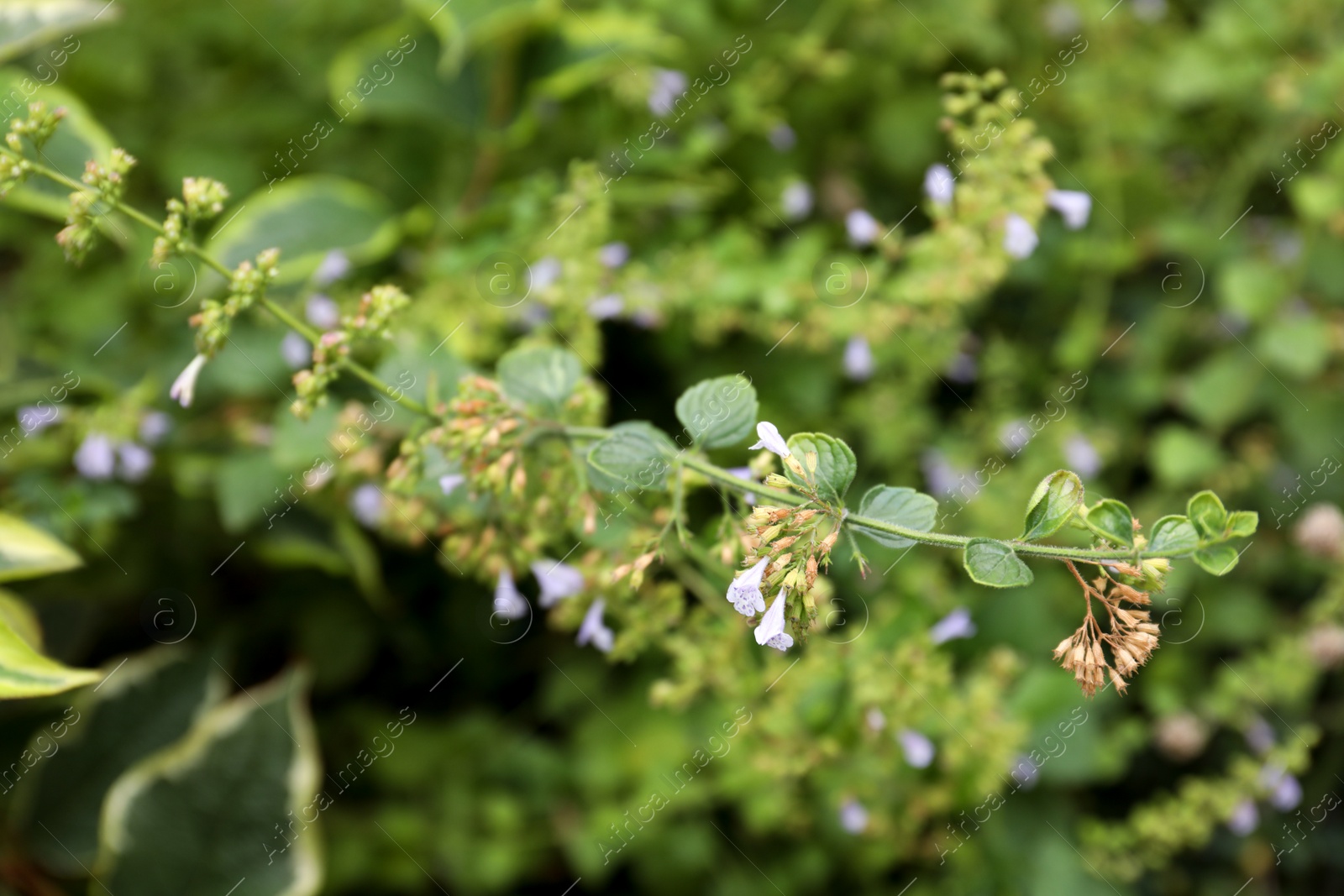 Photo of Beautiful mint with small flowers growing outdoors