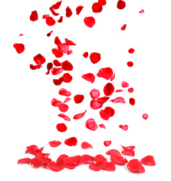 Image of Falling fresh red rose petals on white background