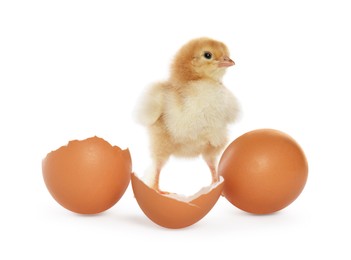 Photo of Cute chick, egg and pieces of shell on white background. Baby animal
