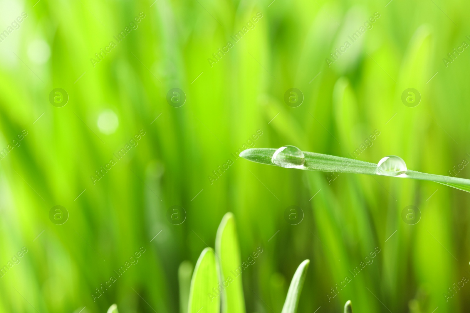 Photo of Water drops on grass blade against blurred background, closeup