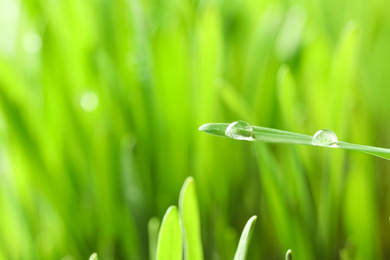Water drops on grass blade against blurred background, closeup