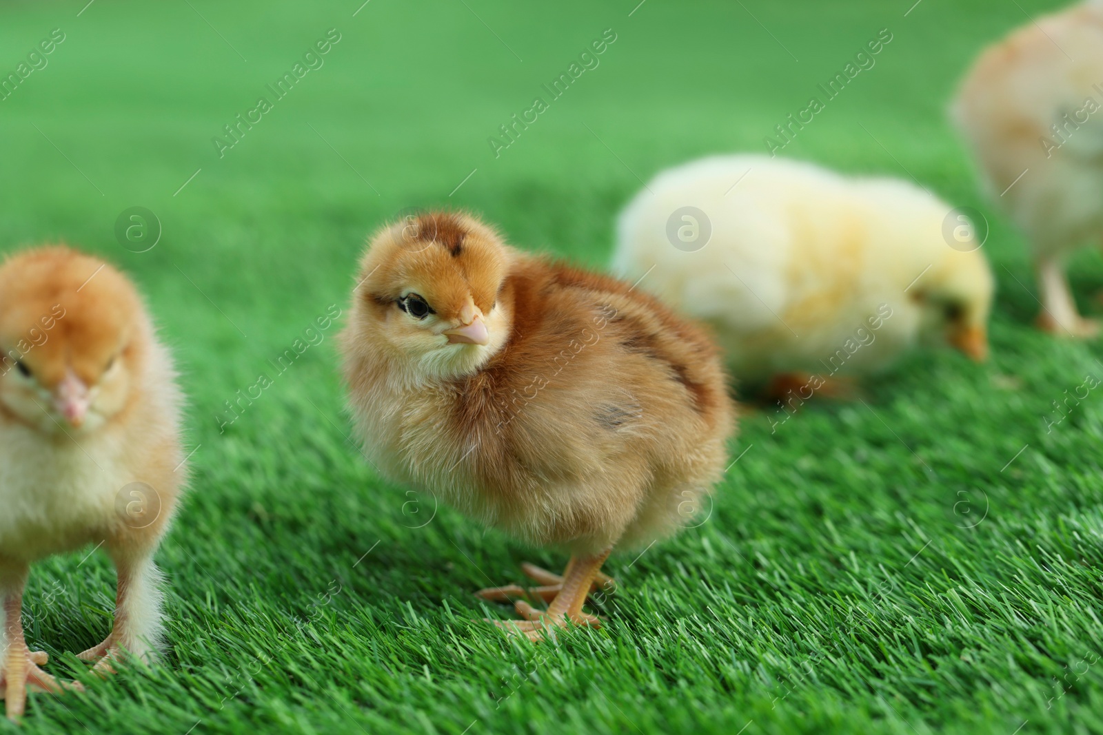 Photo of Many cute chicks on green artificial grass outdoors, closeup. Baby animals