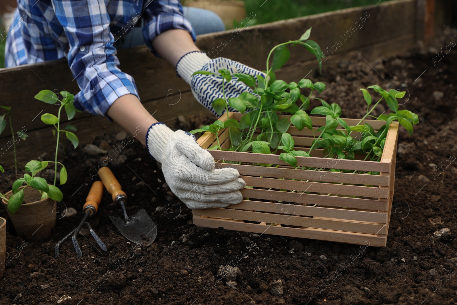 Photo of Woman with wooden crate of seedlings outdoors, closeup. Transplanting plants in soil