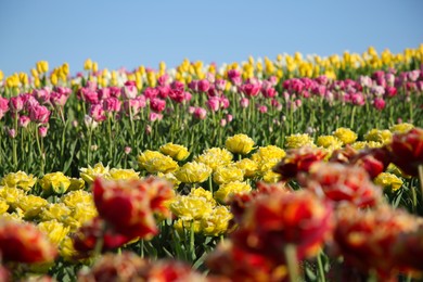 Photo of Beautiful colorful tulip flowers growing in field on sunny day, selective focus
