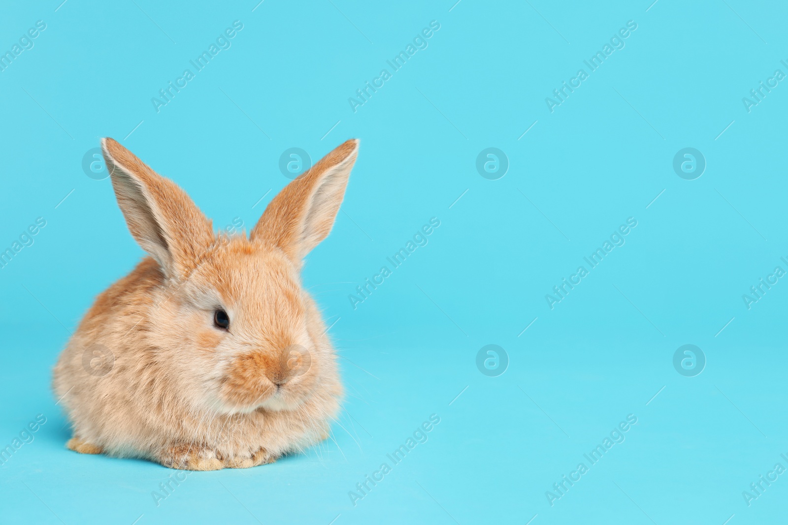 Photo of Adorable furry Easter bunny on color background, space for text