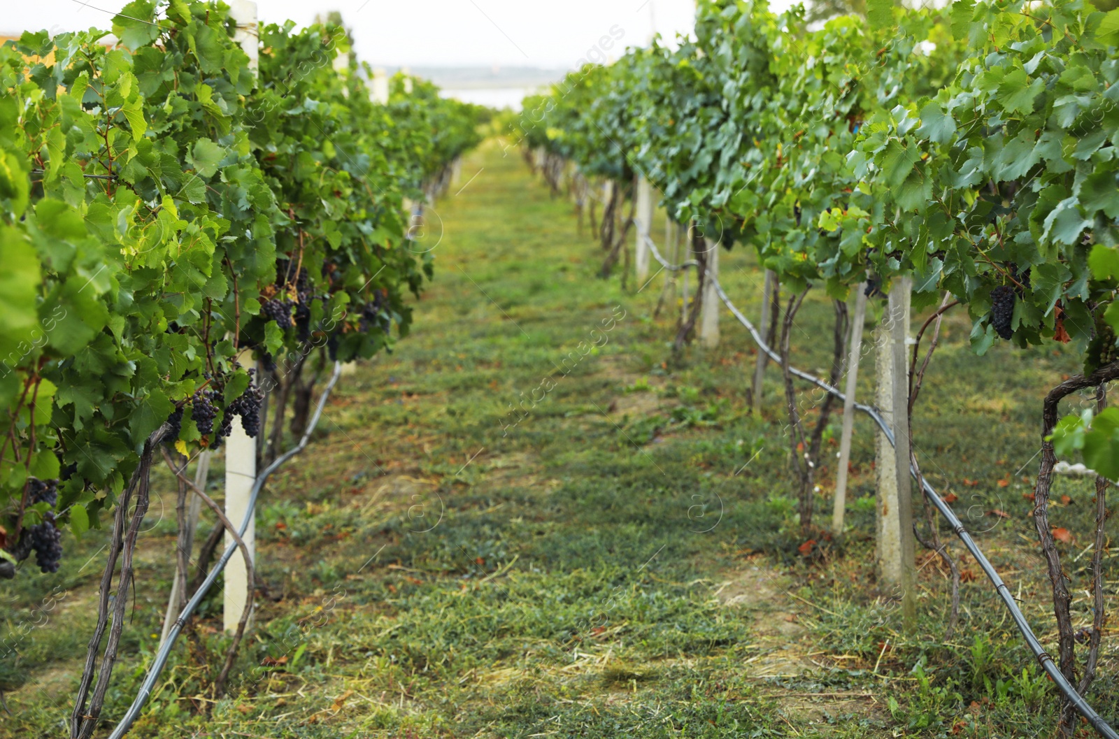 Photo of Beautiful view of vineyard with ripe grapes