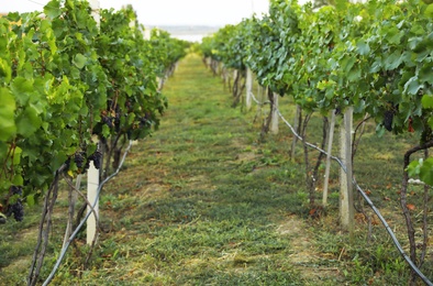 Photo of Beautiful view of vineyard with ripe grapes