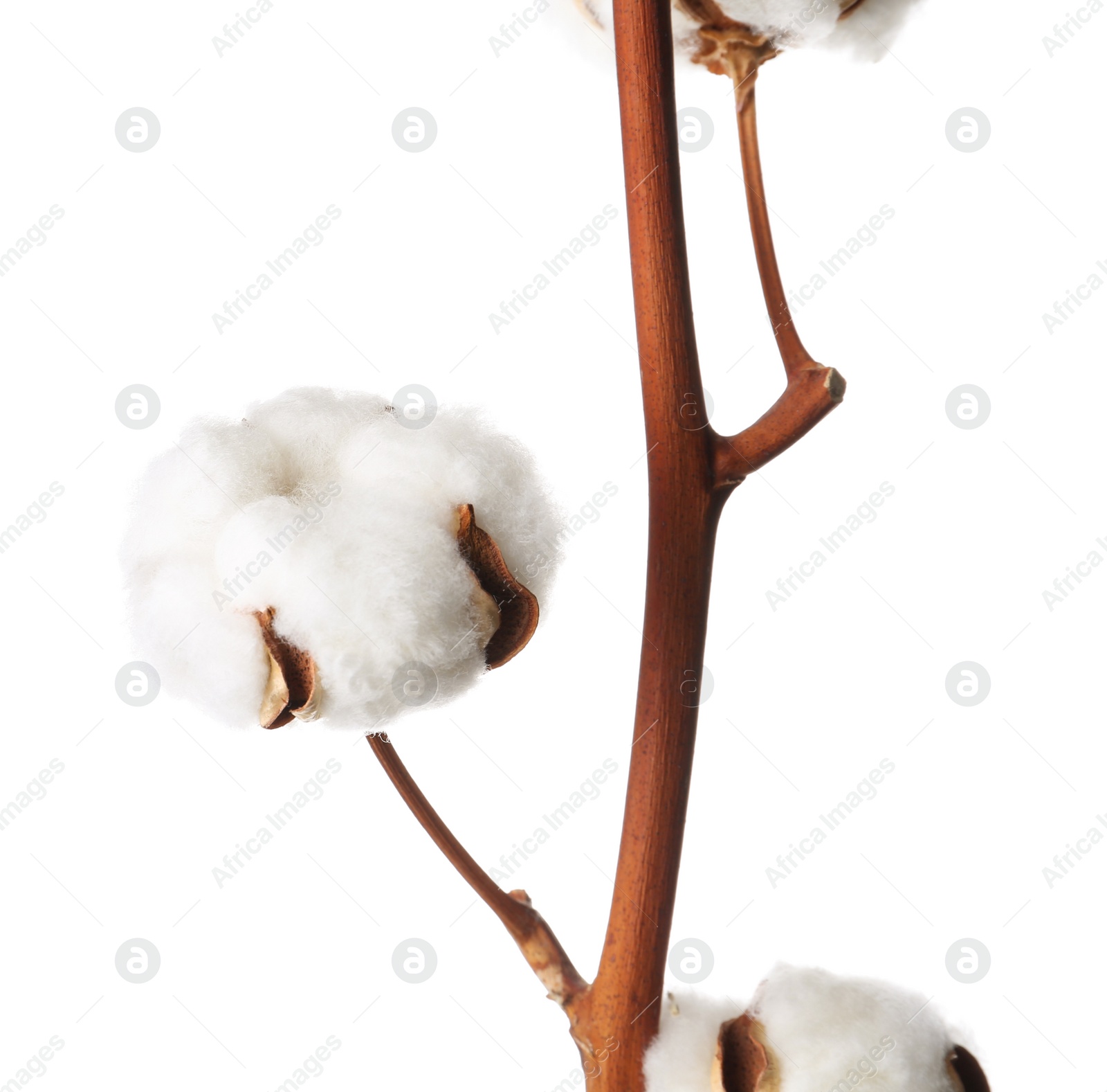 Photo of Beautiful fluffy cotton flowers on white background