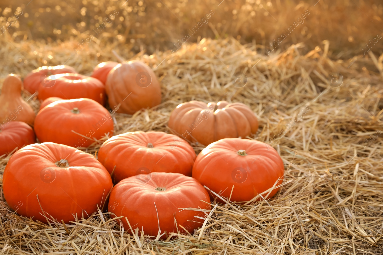 Photo of Ripe orange pumpkins among straw in field