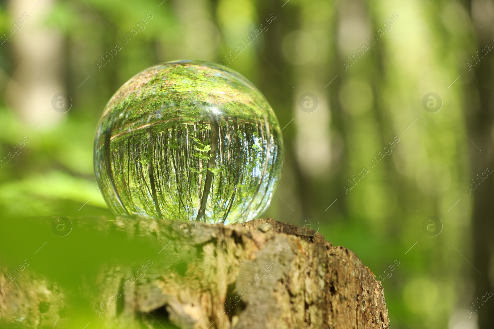 Photo of Green trees outdoors, overturned reflection. Crystal ball on stump in forest