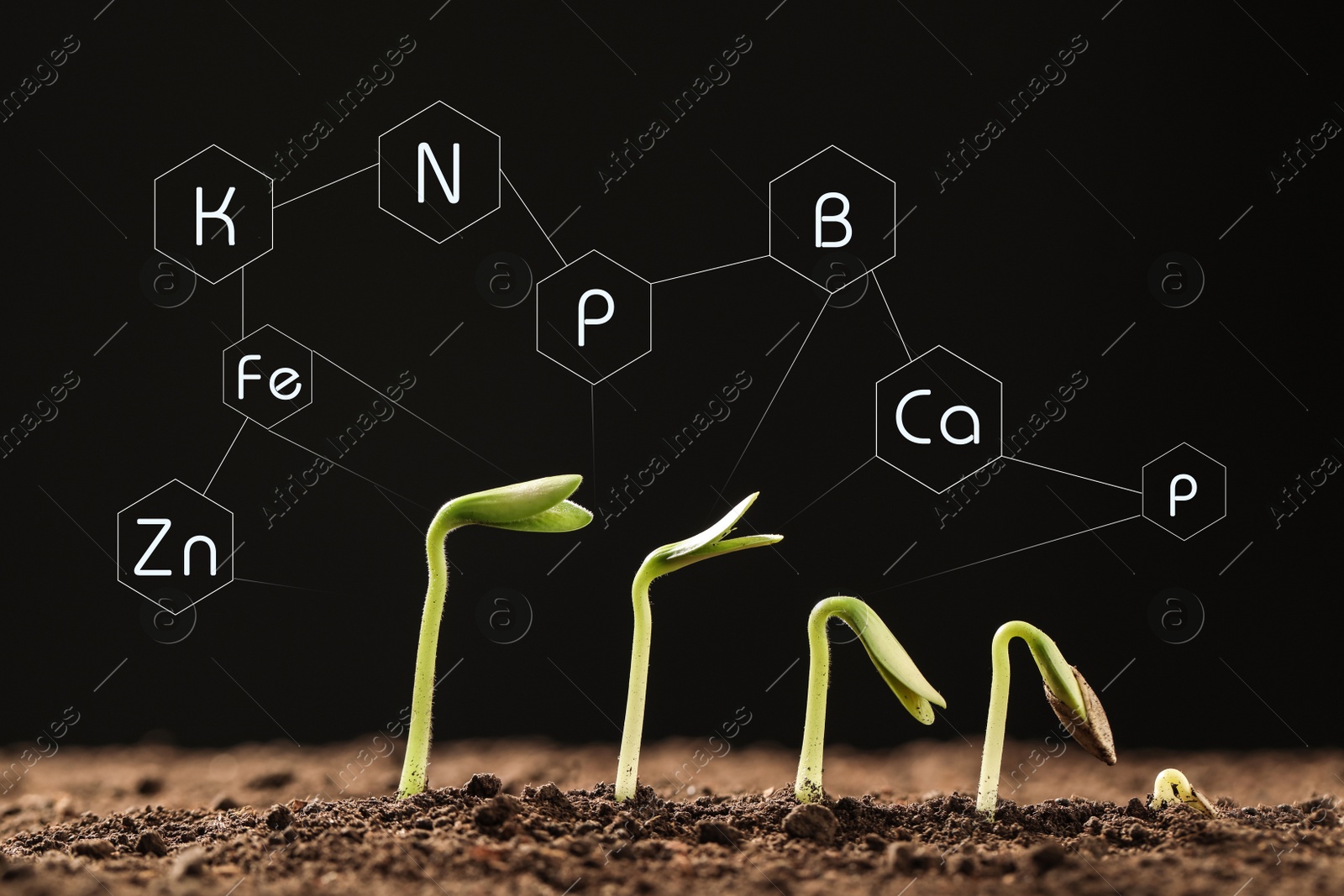 Image of Mineral fertilizer. Young seedlings growing in soil, closeup view