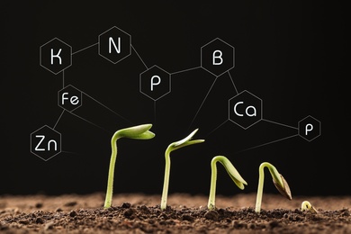 Mineral fertilizer. Young seedlings growing in soil, closeup view