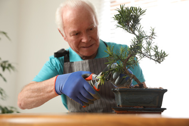 Photo of Senior man taking care of Japanese bonsai plant indoors. Creating zen atmosphere at home