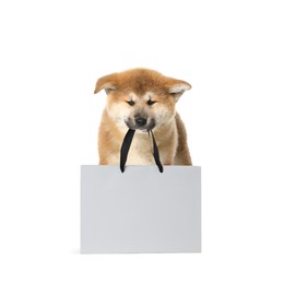 Image of Cute Akita Inu puppy holding paper shopping bag on white background