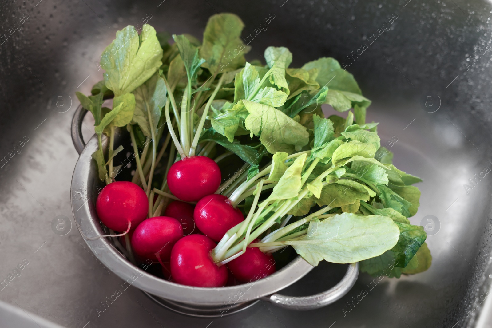 Photo of Fresh wet radishes in metal colander inside sink