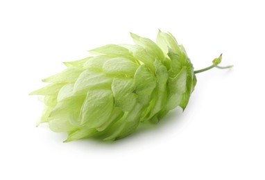 Photo of One fresh green hop isolated on white