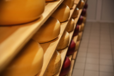 Photo of Fresh cheese heads on rack in factory warehouse. Space for text