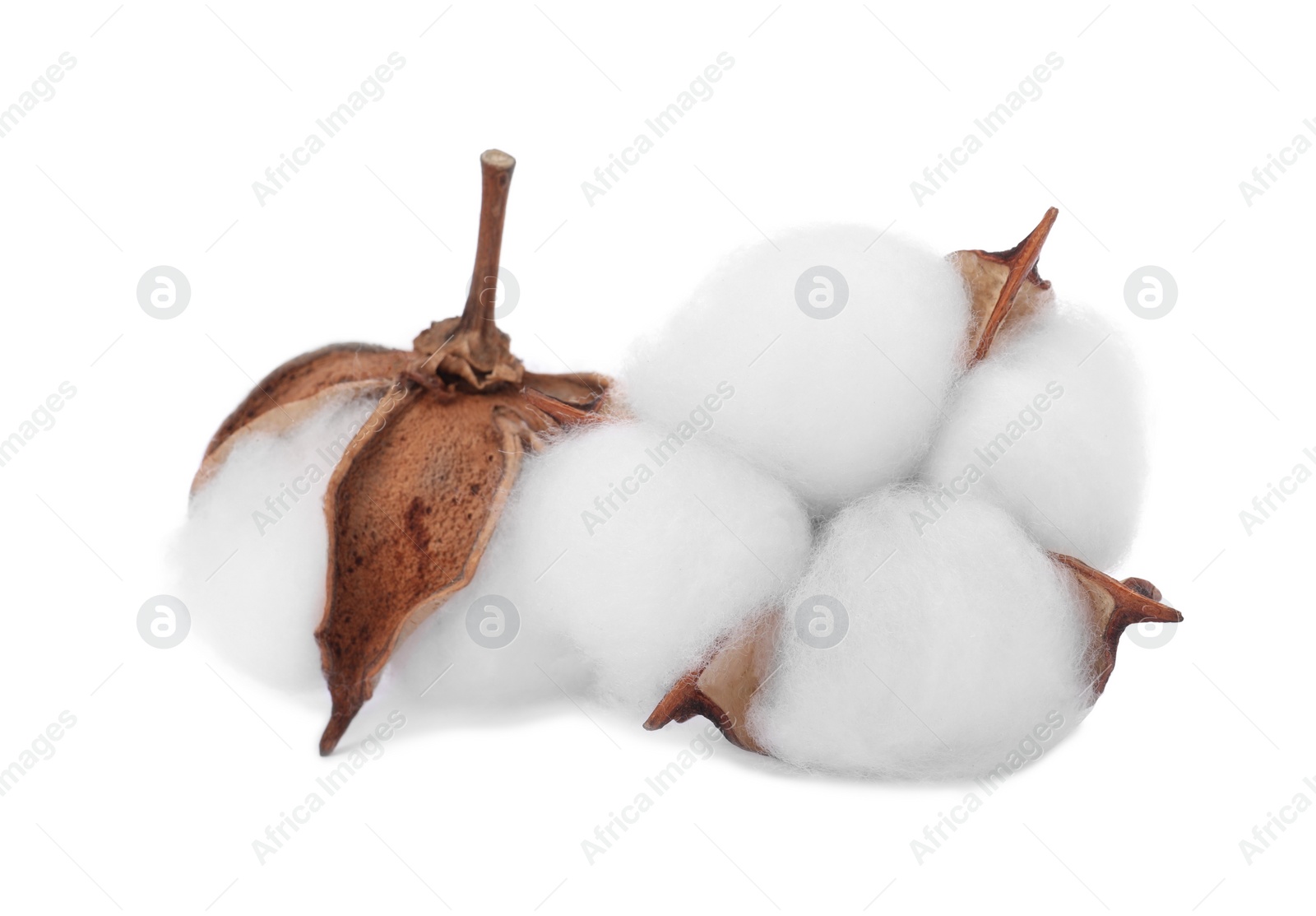 Photo of Beautiful fluffy cotton flowers isolated on white