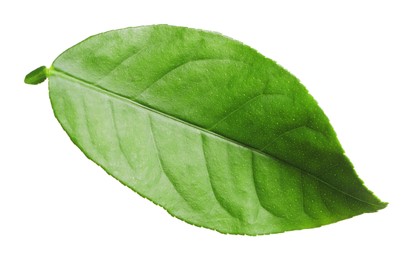 Green leaf of lemon tree isolated on white