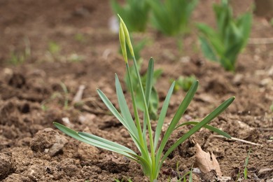 Photo of Daffodil plants growing in garden. Spring flowers