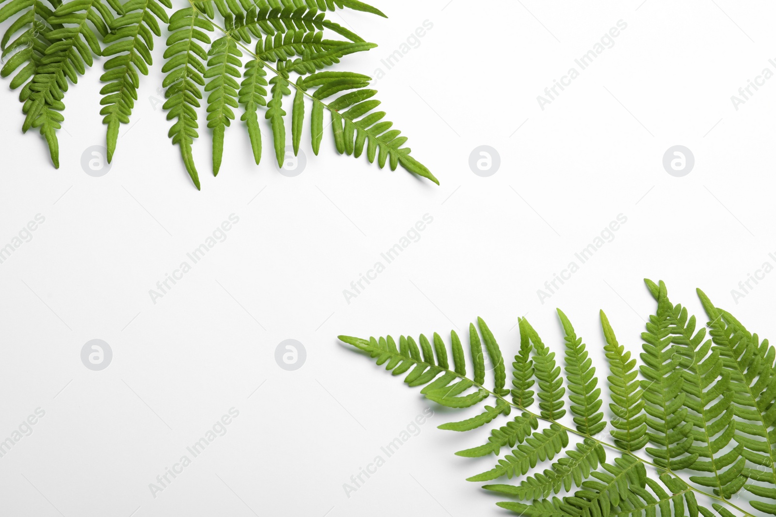 Photo of Beautiful tropical fern leaves on white background, top view