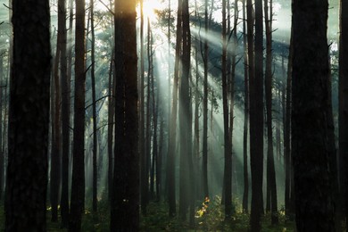 Photo of Majestic view of forest with sunbeams shining through trees in morning
