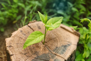 Photo of Young green seedling growing out of tree stump outdoors, closeup. New life concept