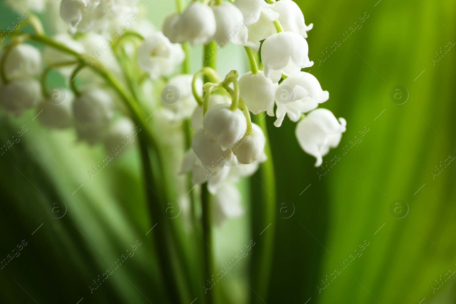 Photo of Beautiful fragrant lily of the valley, closeup