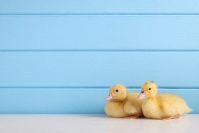 Photo of Baby animals. Cute fluffy ducklings on white wooden table near light blue wall, space for text