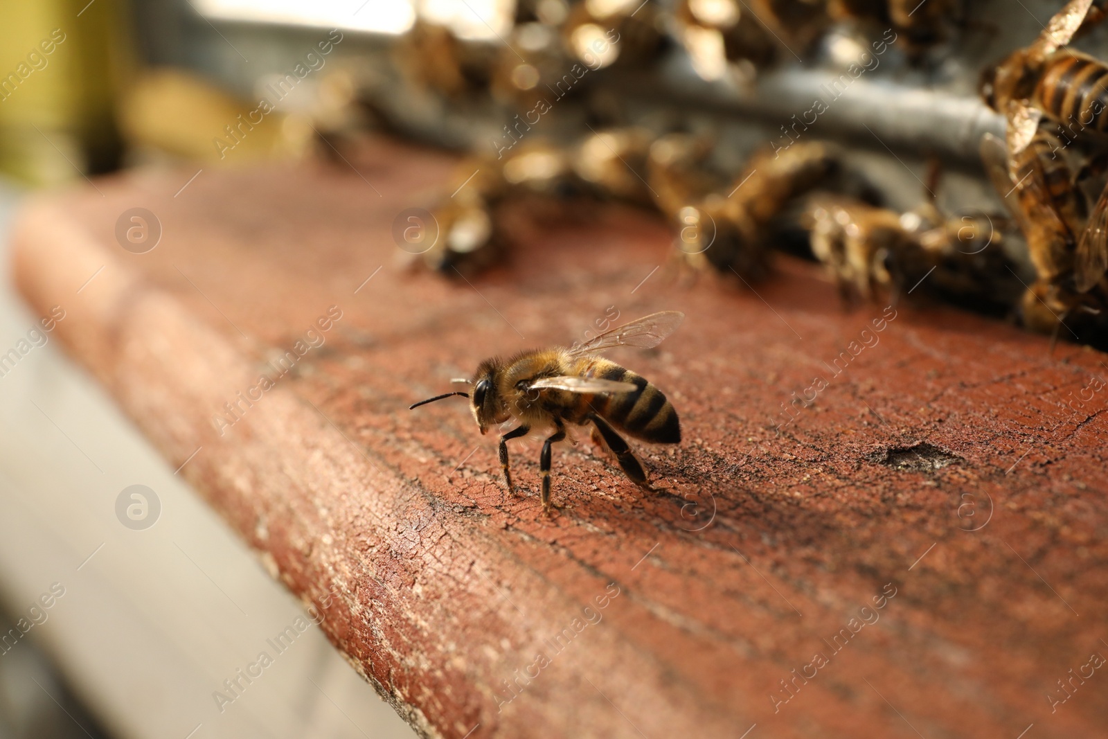 Photo of Closeup view of wooden hive with honey bees on sunny day