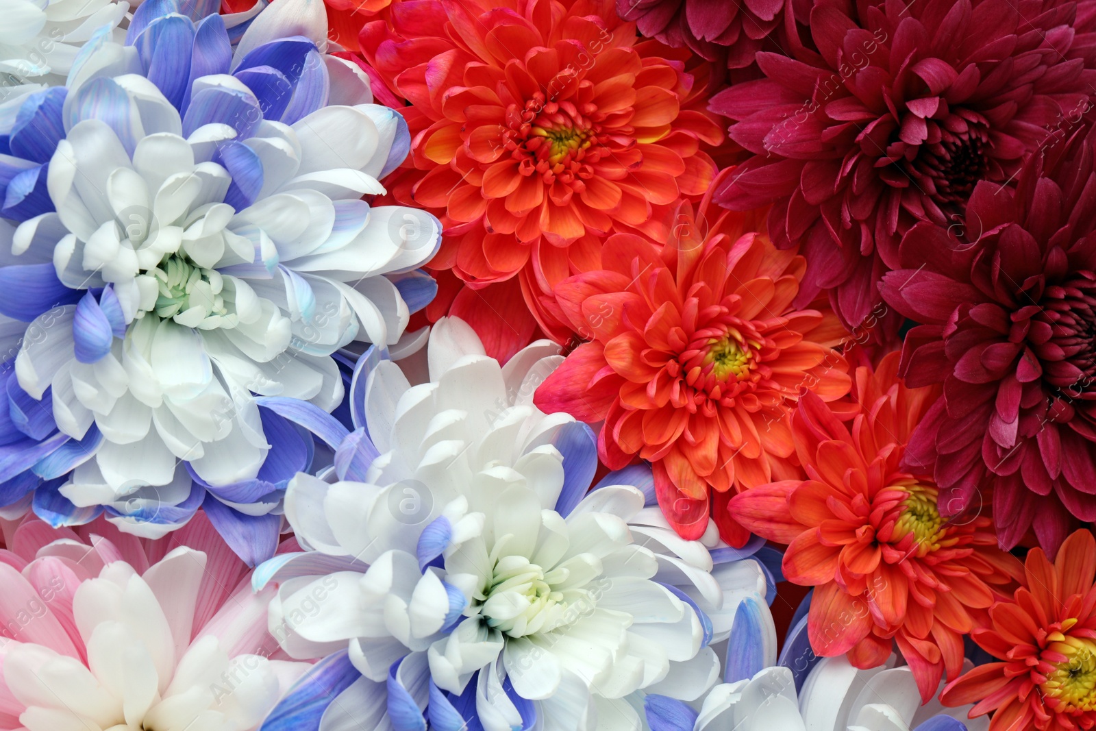 Photo of Many different beautiful chrysanthemums as background, closeup