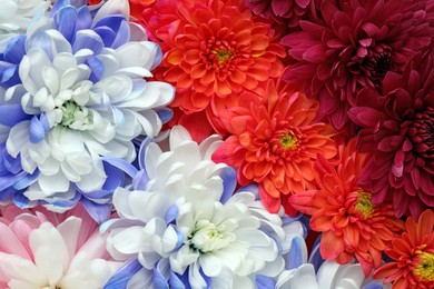 Many different beautiful chrysanthemums as background, closeup